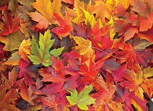 Feuilles d'Automnes