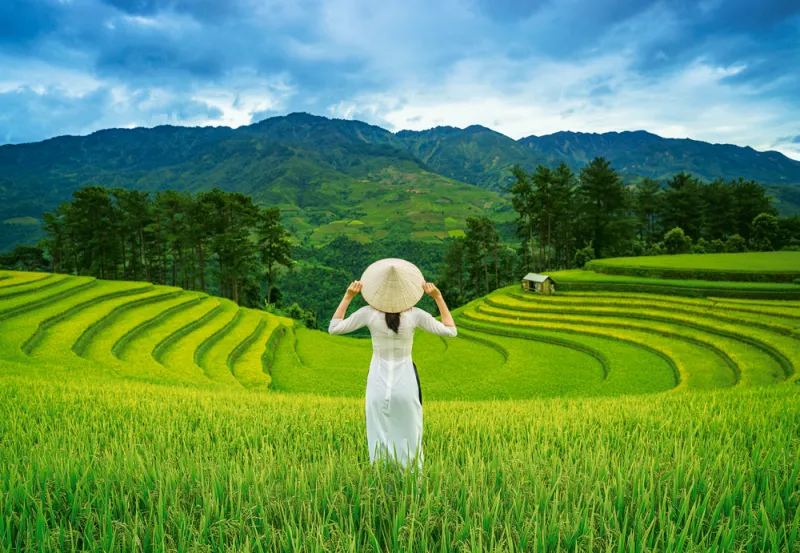 Rizières au Vietnam