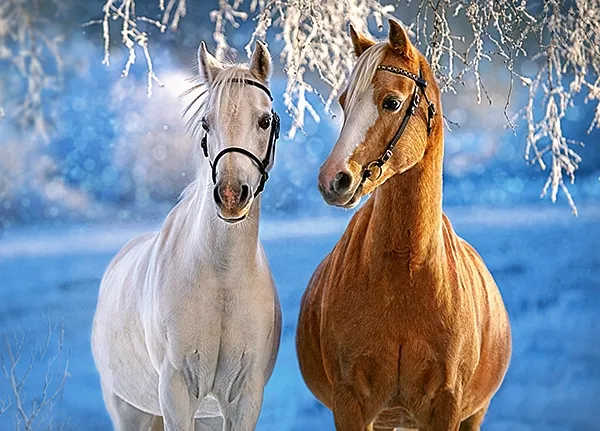 The Winter Horses