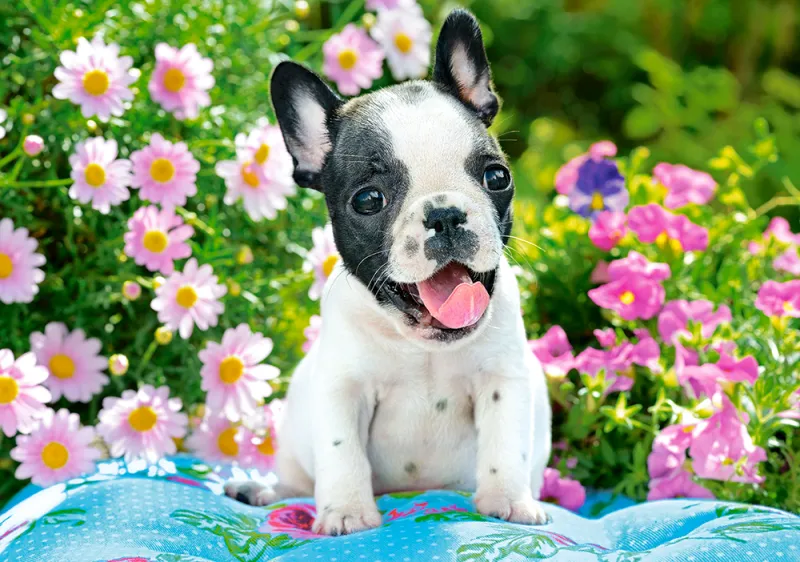 Bouledogue Français
