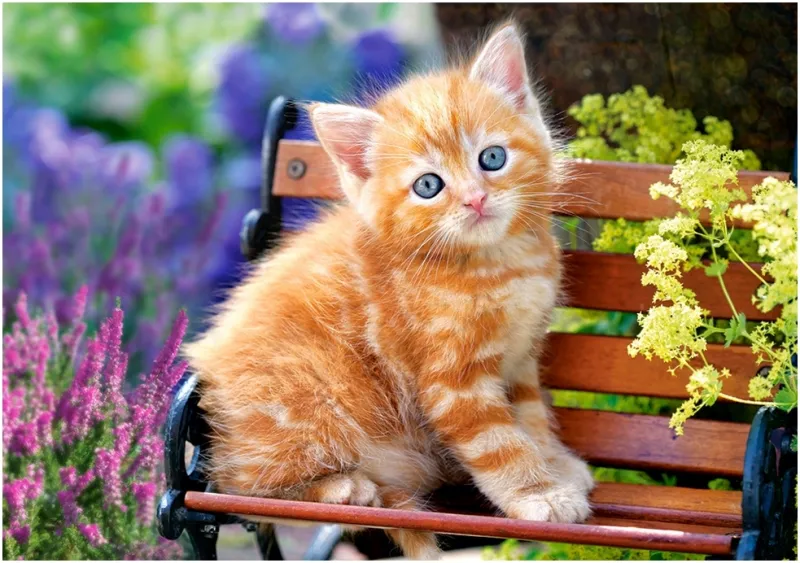 Chat Roux
