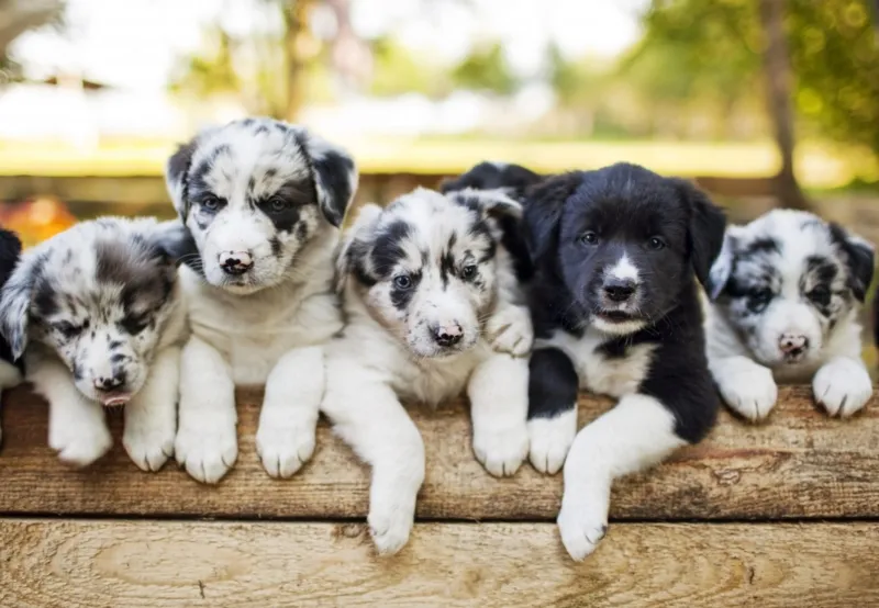 Chiots Border Collier