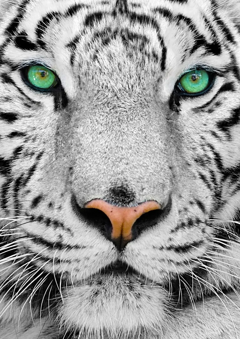 Tigre de Sibérie