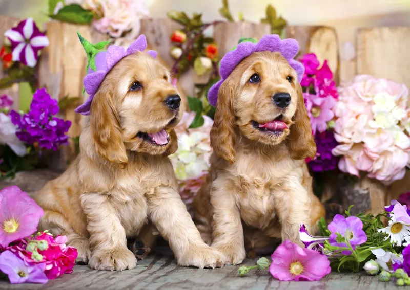 Chiots aux Chapeaux de Fleurs