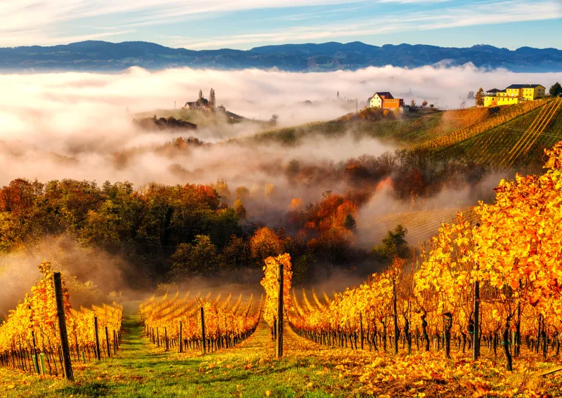 Dans les Vignobles