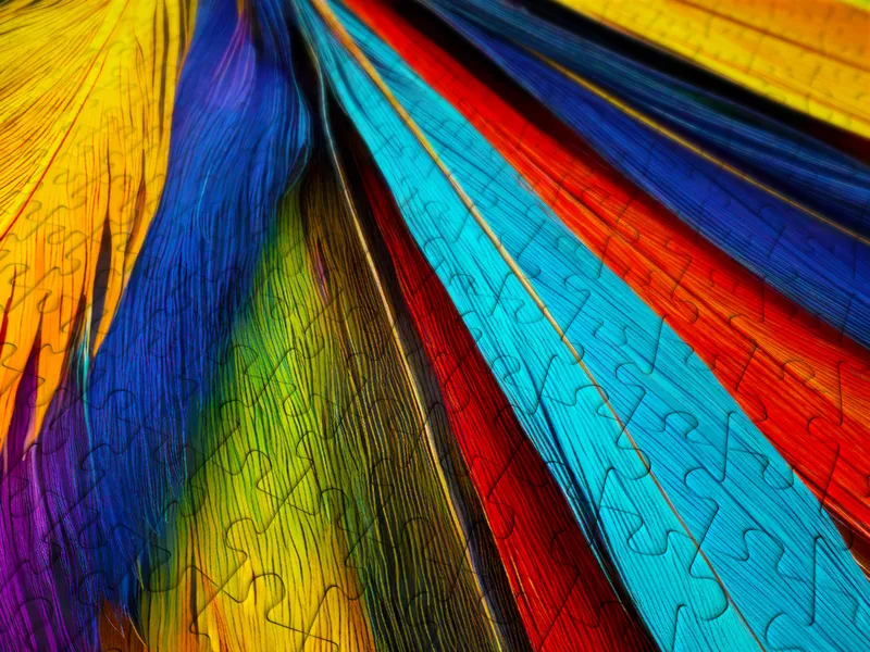 Colorful Feathers