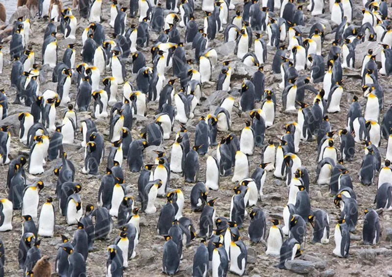 King Penguin Colony