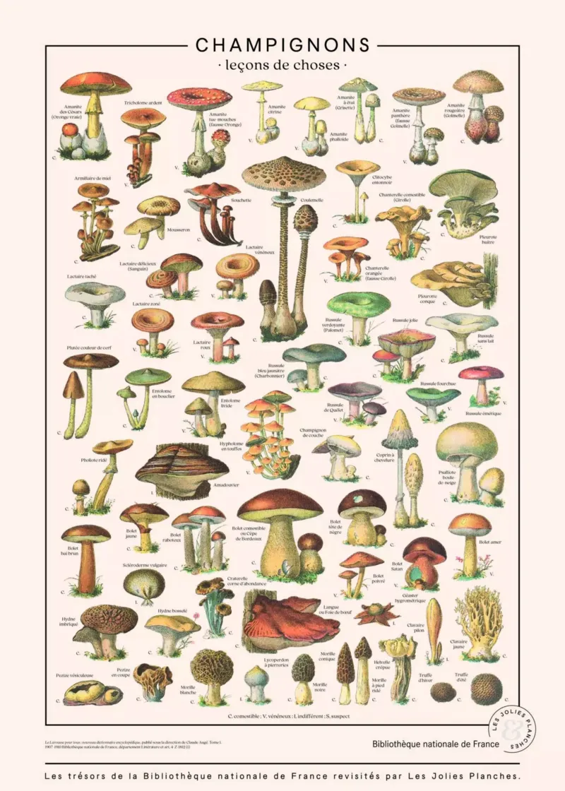 Puzzle Champignons