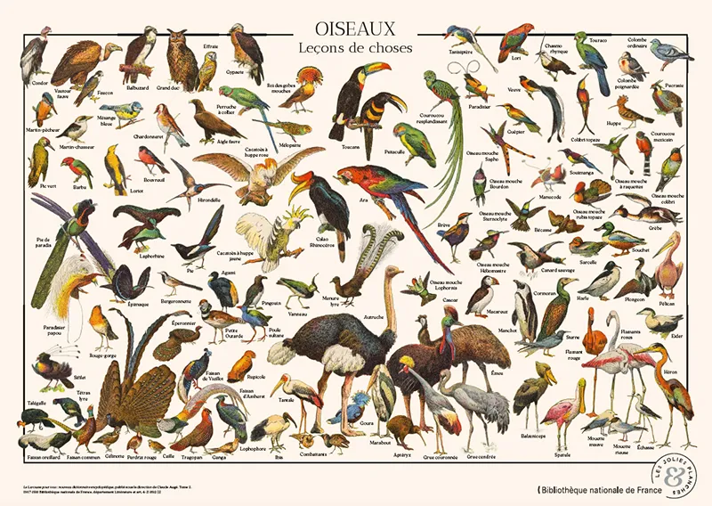 Puzzle Oiseaux