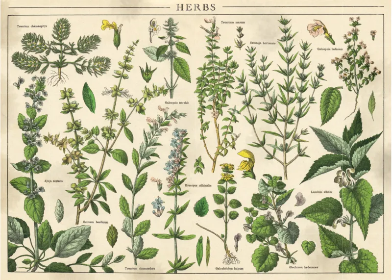 Vintage Nature - Plantes