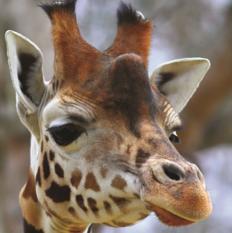 Girafon