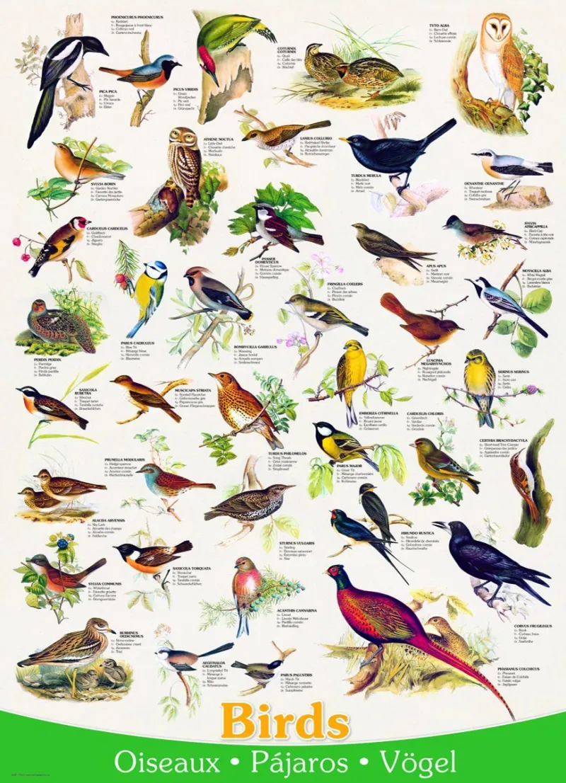 Affiche sur les Oiseaux