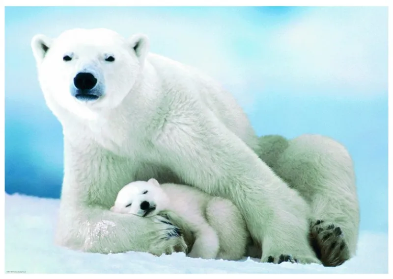 Ours Polaire et son ourson