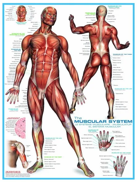 Système musculaire
