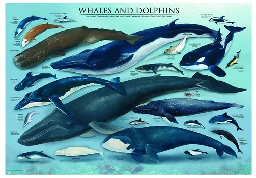 Dauphins et Baleines