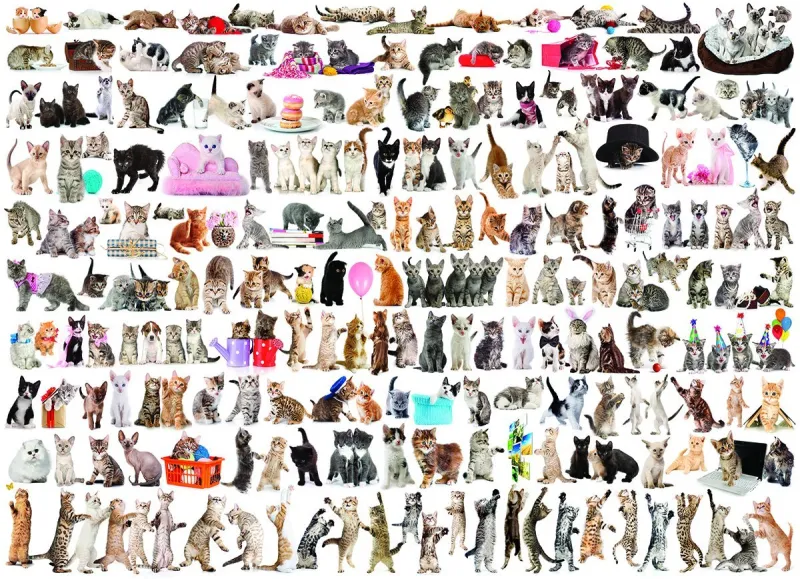 Un Monde de Chats