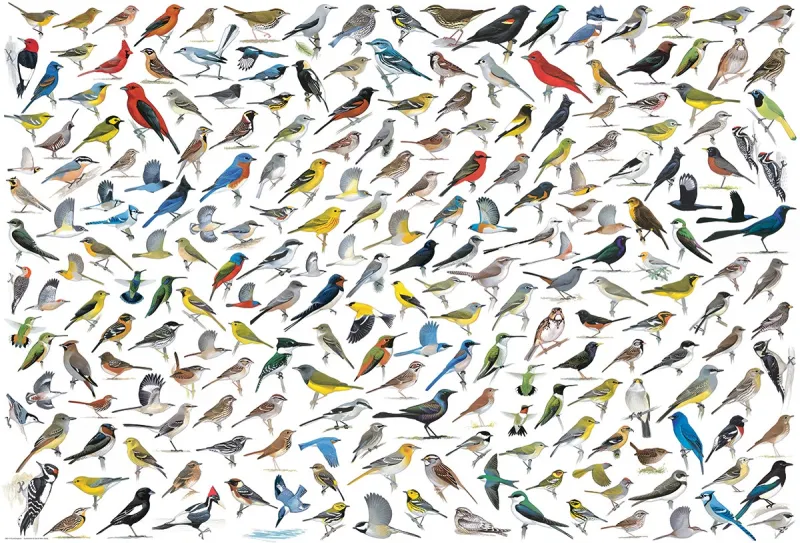 Le Monde des Oiseaux, par David Sibley