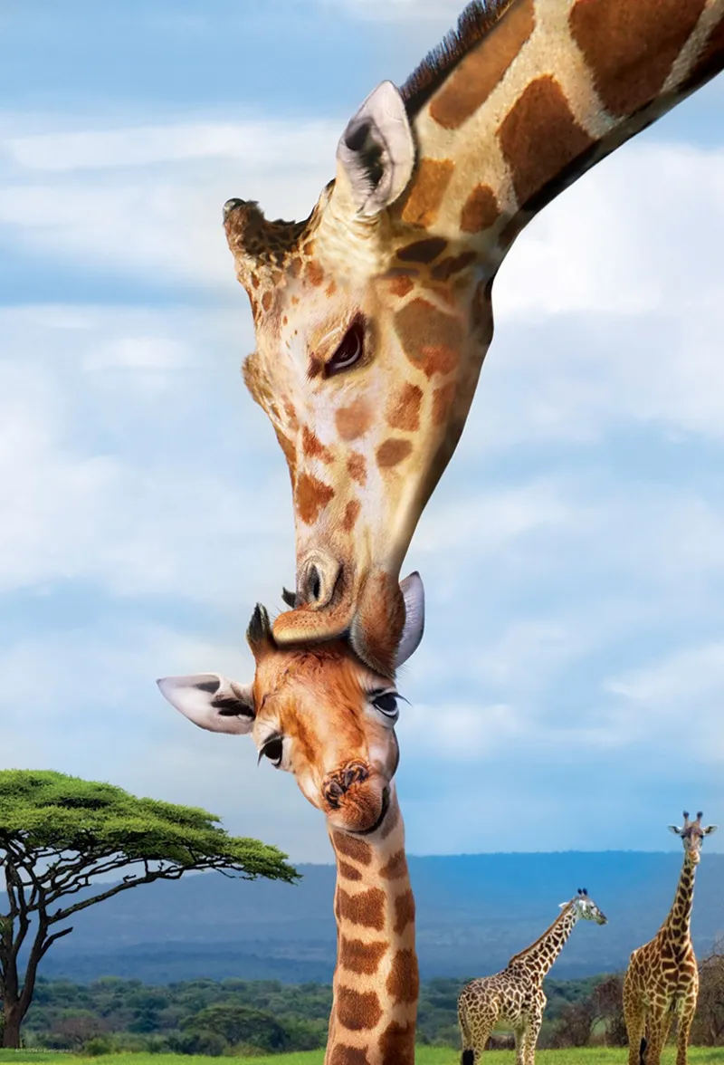 Save the Planet - Giraffe