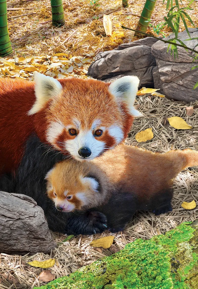 Save the Planet - Red Pandas