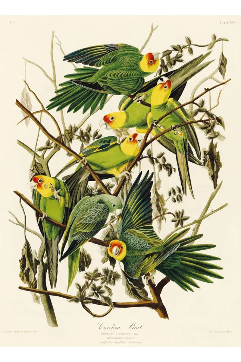 Puzzle en Bois Découpé à la Main - Audubon - Les Perruches