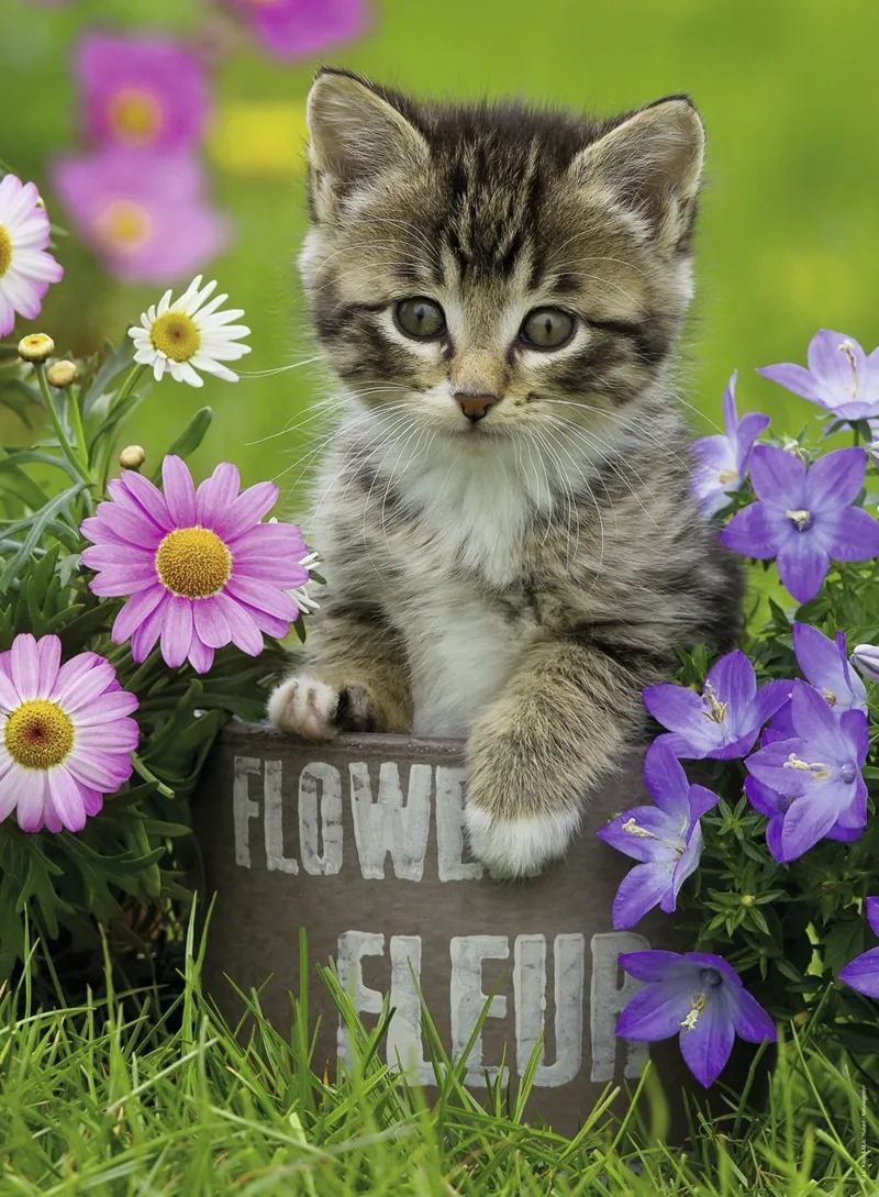 Chaton dans les Fleurs