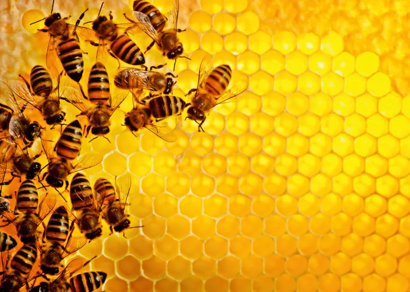 Abeilles