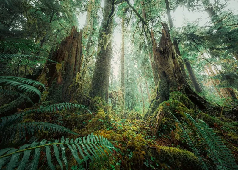 Nature Edition - Dans les Bois