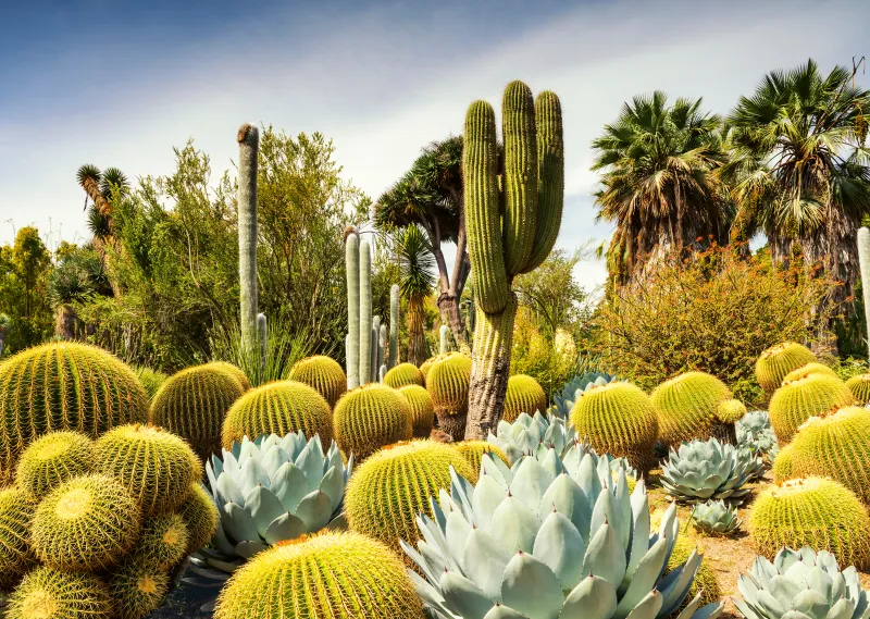 Jardin du Désert de Huntington, Californie, États-Unis