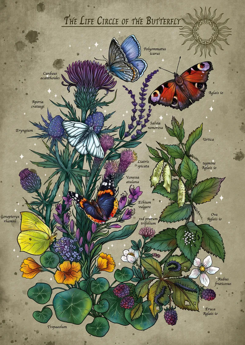 Le Cercle de Vie Du Papillon