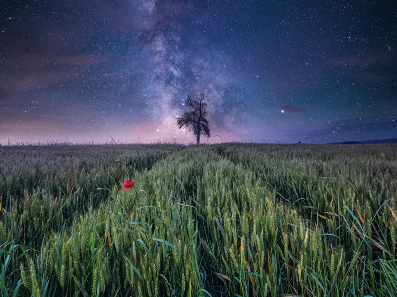 Ciel Nocturne au-dessus d'un Champ de Blé