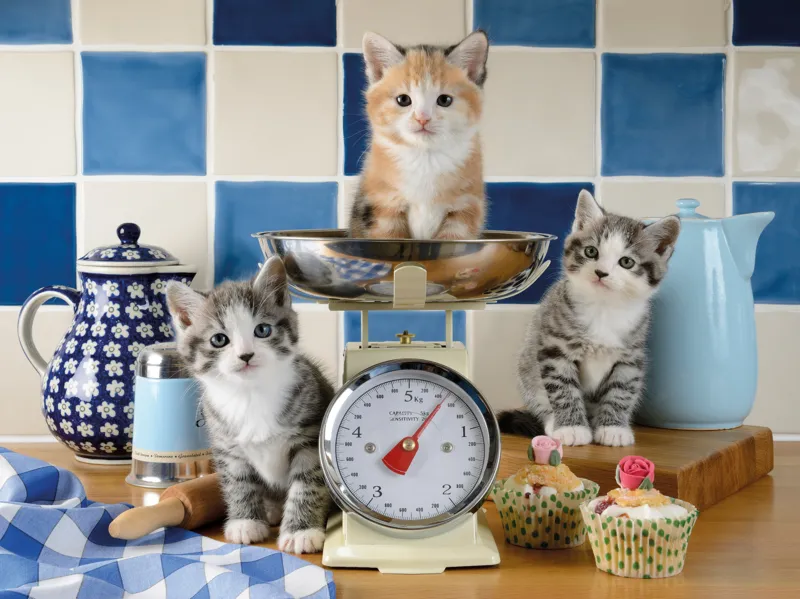 Chatons dans la Cuisine