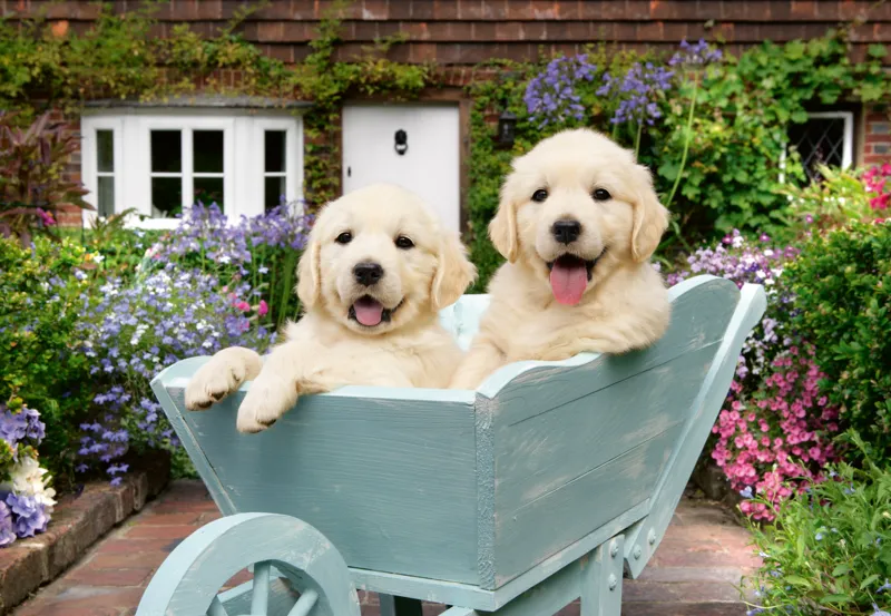 Bien Être & Puzzle - Golden Retriever