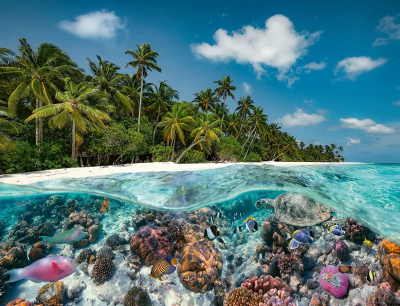 Une Plongée aux Maldives