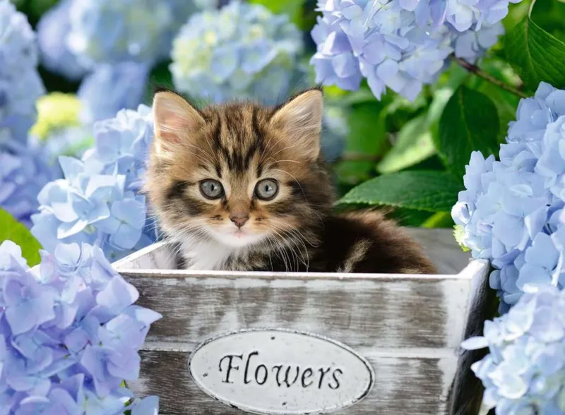 XXL Teile - Kätzchen