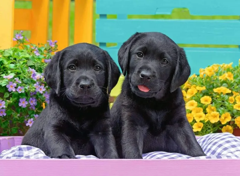 Pièces XXL - Labradors