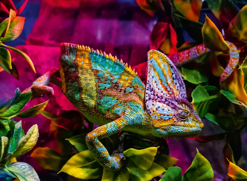 Caméléon - Puzzle Highlight - Animaux Colorés