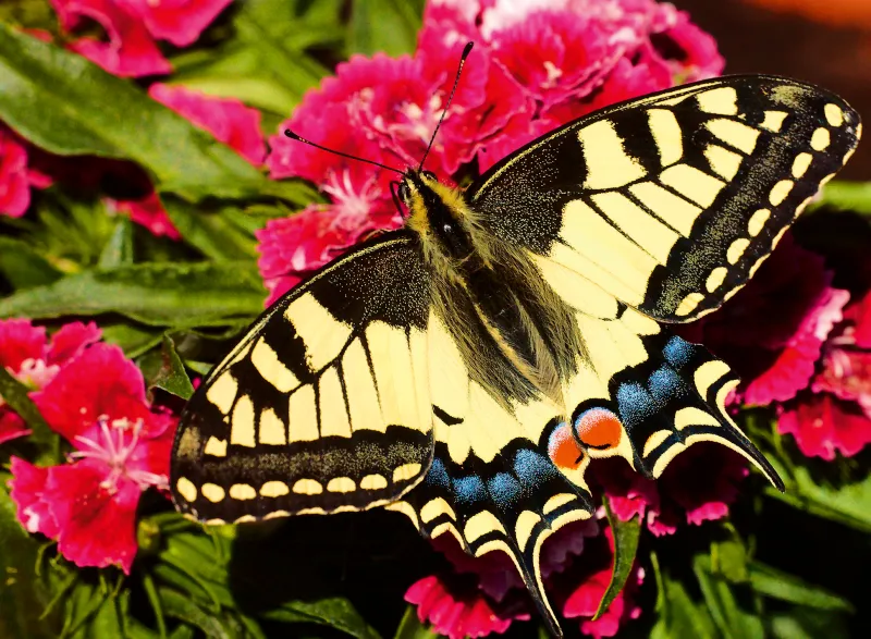 Papillon - Puzzle Highlight - Animaux Colorés
