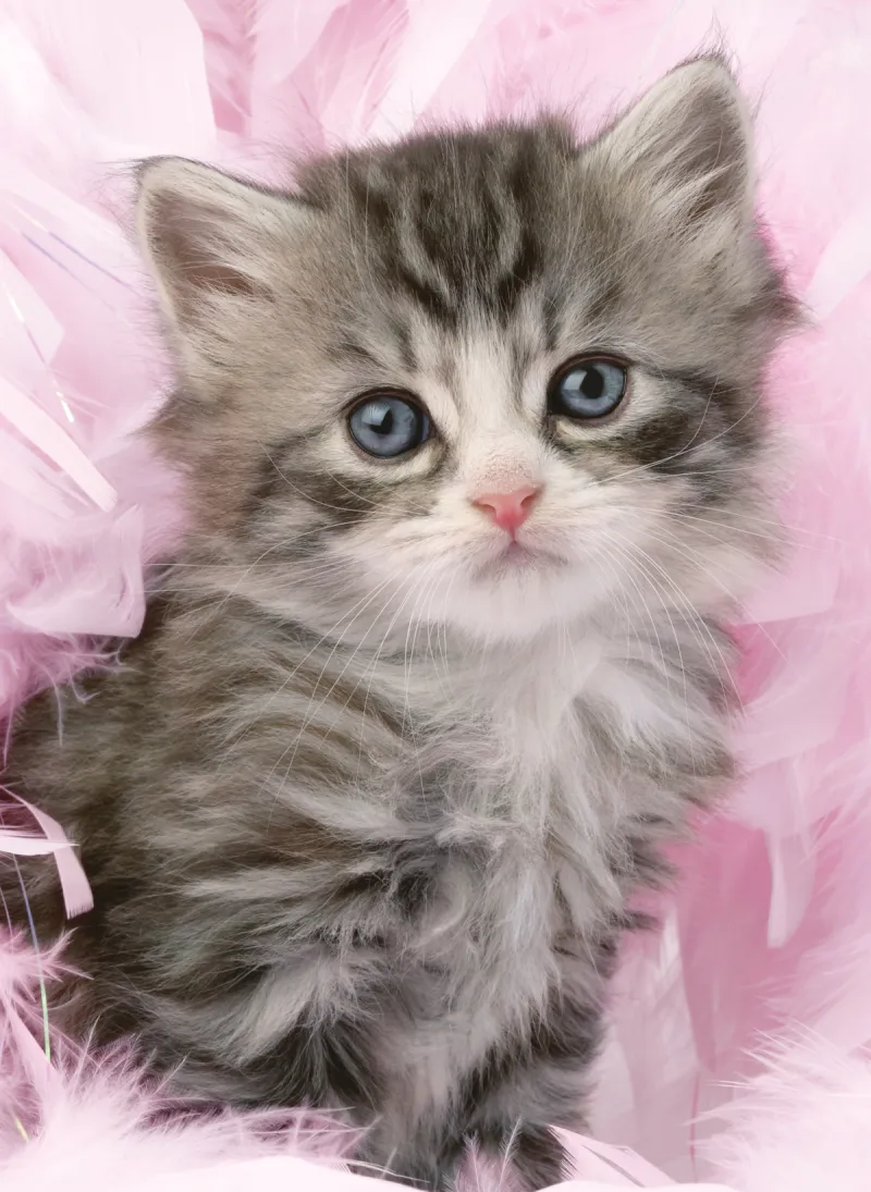 Douceur de chaton