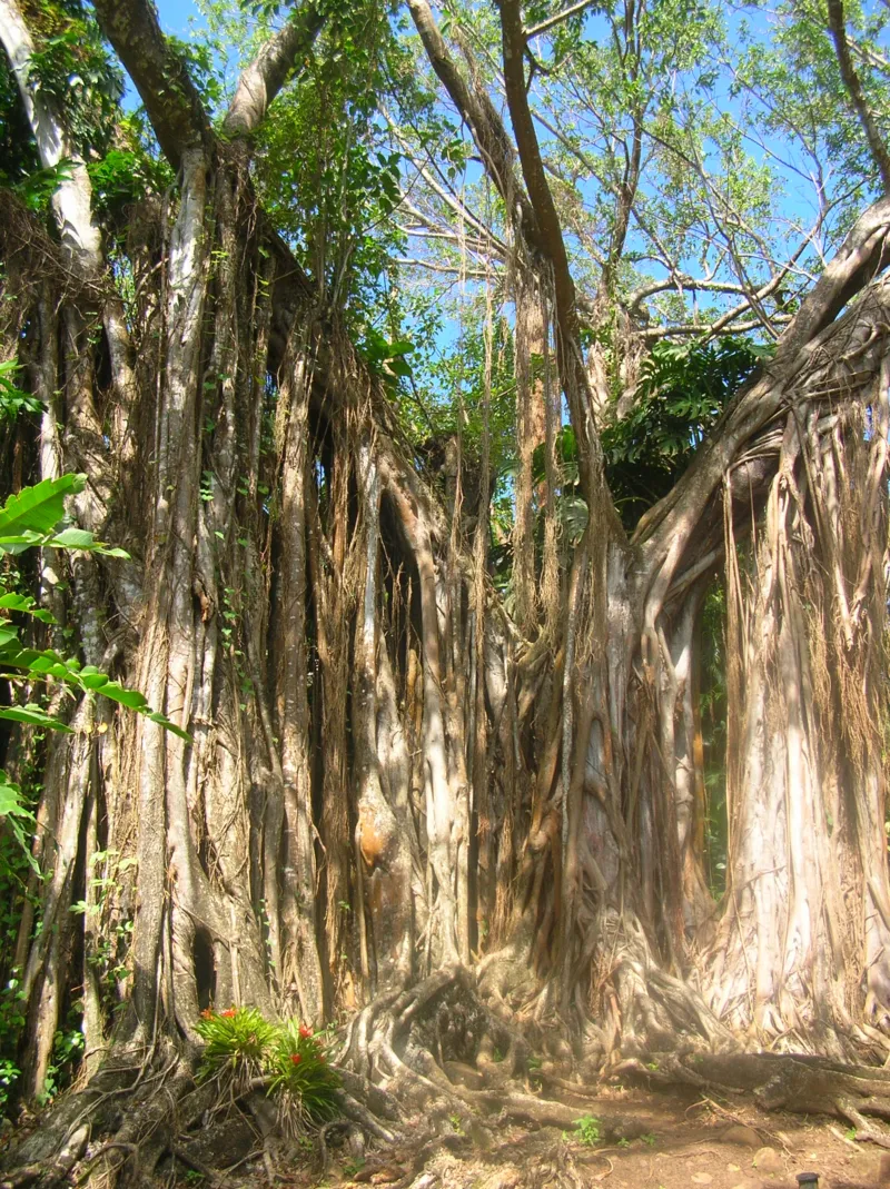 Collection Prestige et Exclusive - Guadeloupe : L'arbre de Coluche