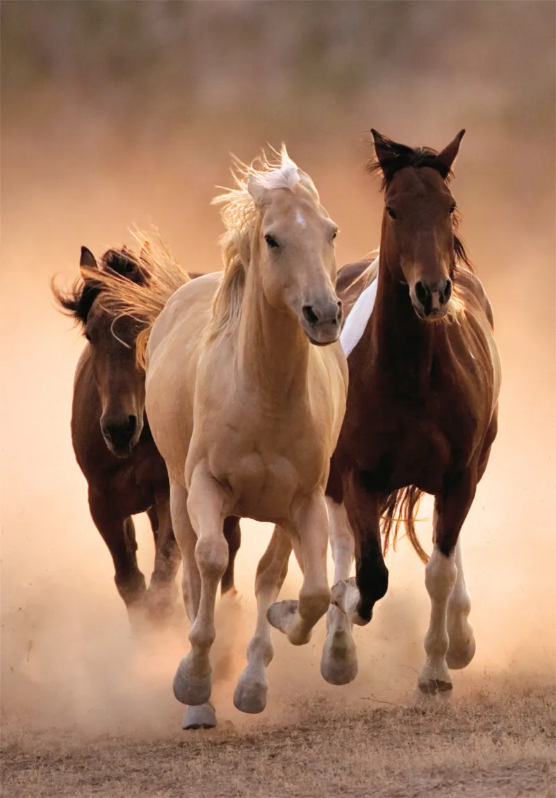 Chevaux au Galop I