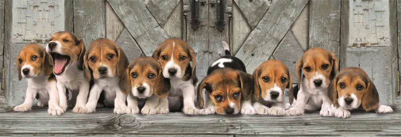 Les Beagles