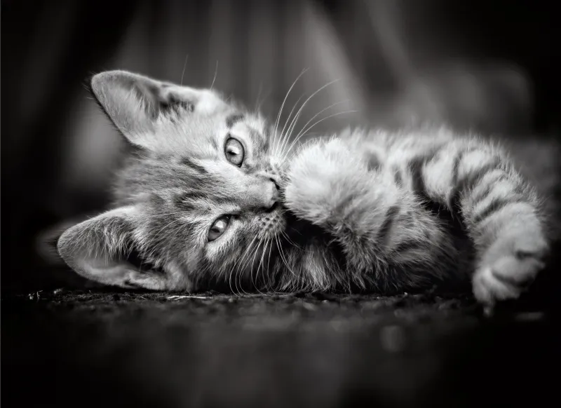 Chaton
