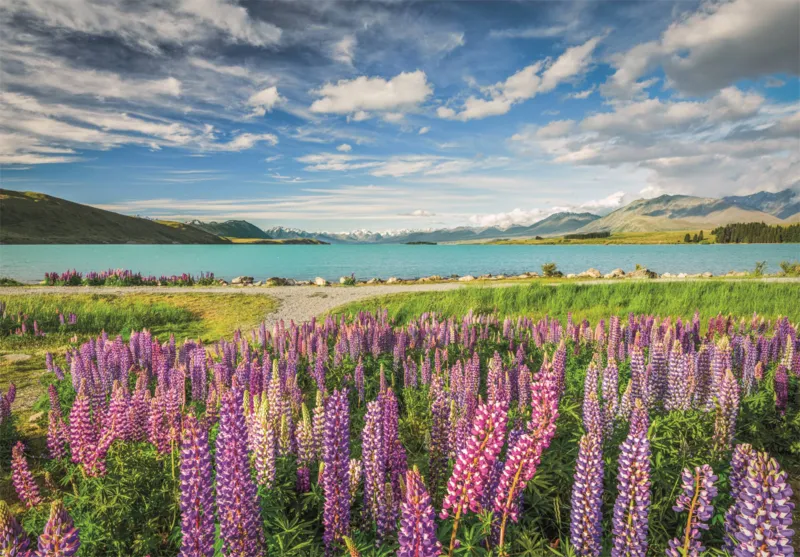 Lupin Au Lac Tekapo