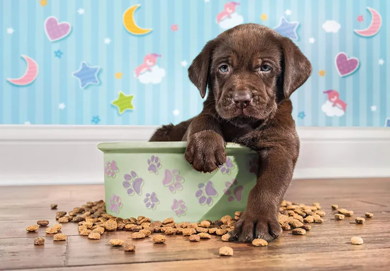 Supercolor Adorable Chiot