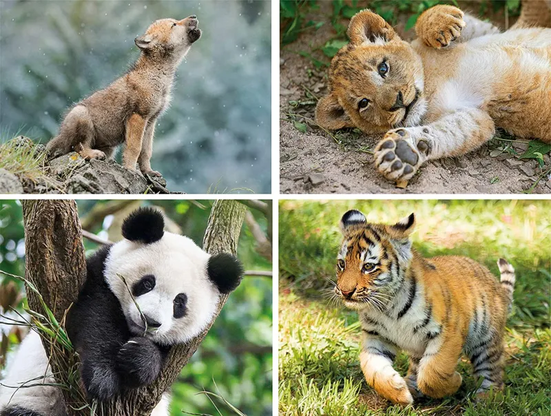 4 Puzzles Evolutifs - Animaux Sauvages  (20,60,100,180 Pièces)