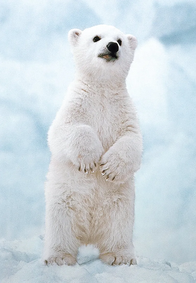 WWF - Ourson Polaire