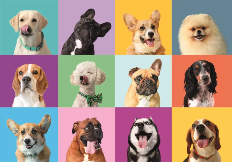 Pièces XXL - Visages Drôles