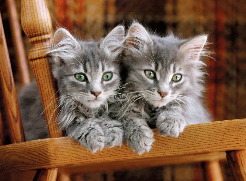 Chatons Gris sur la Chaise
