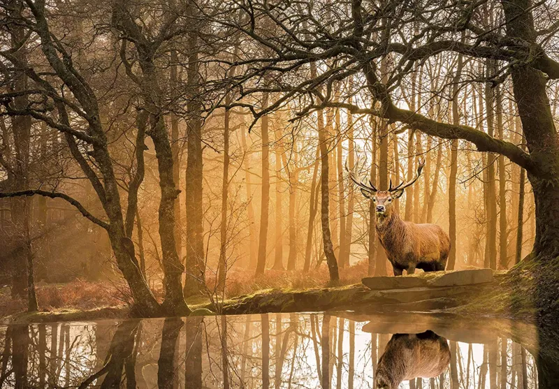 Peace - Rustling Silence