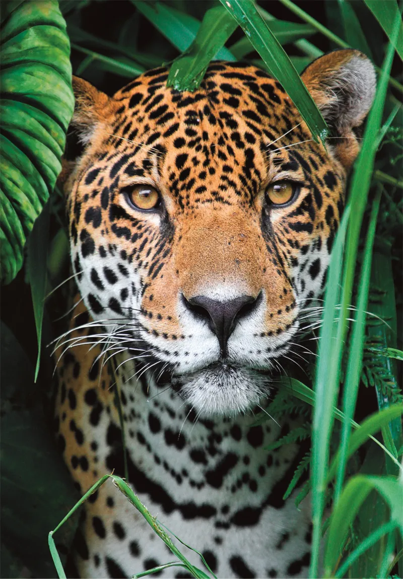 Jaguar dans la Jungle